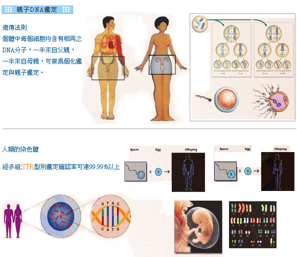 人類的染色體